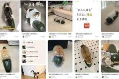 打算学博主给猫买“雷霆大冬瓜”,很遗憾,买回来之后你可能会失望……