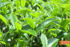 【深耕百千万 和美新乡村】揭西:“雾云大洋”红茶斩获茶界桂冠 品牌驱动茶业提质升级