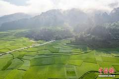 贵州从江:盛夏乡村田园美