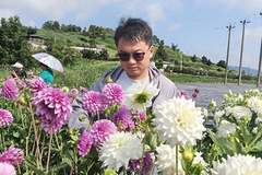 白碗窑镇新窑花海大丽花盛开 吸引众多游客赏花观光