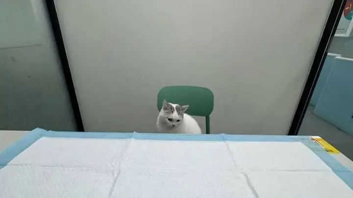 猫咪医院生存指南:从隐形侠到“喵医生”的百态人生