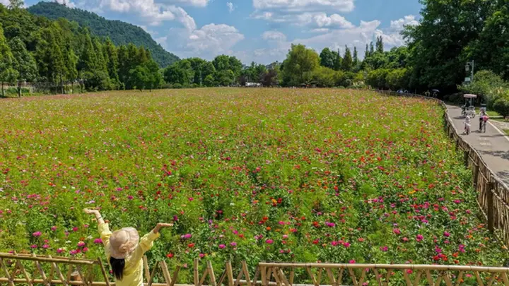 十里河滩花如海 缤纷盛景醉游人