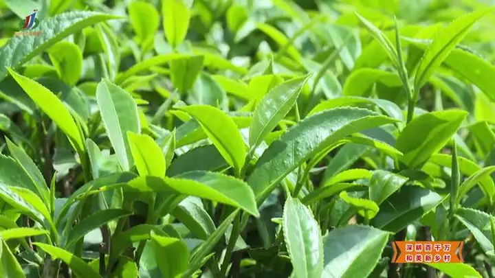 【深耕百千万 和美新乡村】揭西：“雾云大洋”红茶斩获茶界桂冠 品牌驱动茶业提质升级