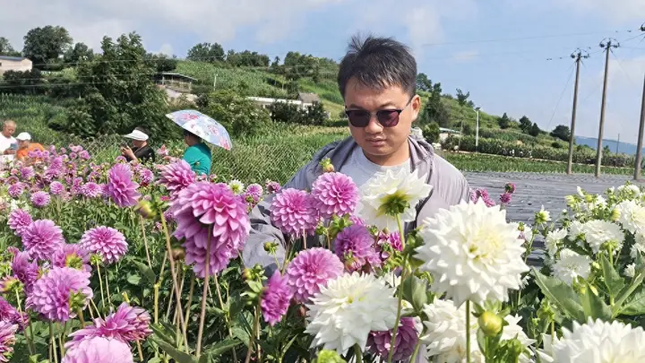 白碗窑镇新窑花海大丽花盛开 吸引众多游客赏花观光