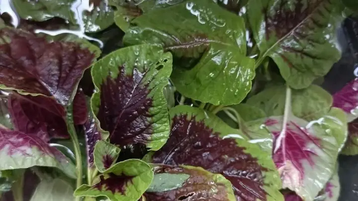 苋菜:三分钟上桌的夏日平价白月光,汤汁拌饭绝绝子