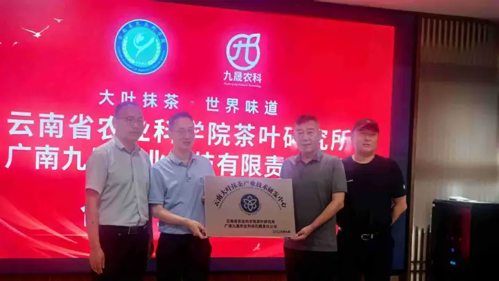院企联合赋能云茶升级 云南大叶种抹茶标准化国际化获重要突破