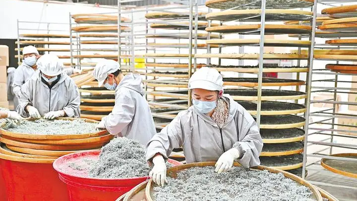 来凤藤茶重磅发布系列成果 产业协同促链接全球