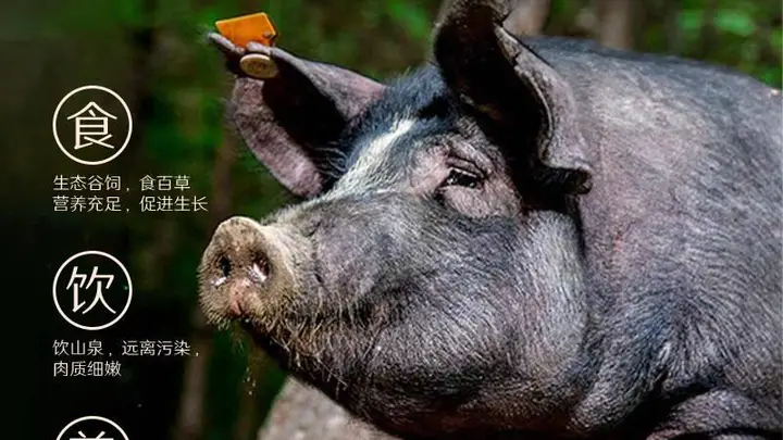 解锁“梅肉”之谜：从餐桌美味到童年记忆的全方位指南