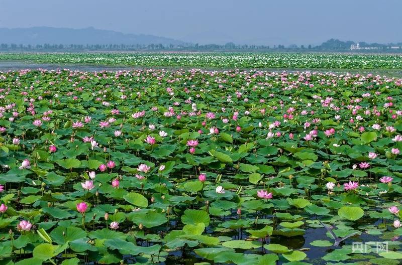 安徽庐江：三千亩湿地野莲绽放“黄陂夏莲”古八景重现