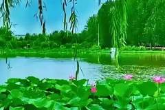 芹心寄语(K105)