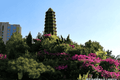 穿越天山南北，在伊犁河谷的草原、花海与雪峰间寻找新疆的夏日诗篇——一份实用旅行指南