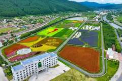 小兴安岭朗乡花海太亮眼 来这赏绿意还能寻地道东北风味