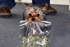 因为攻击小鸭鸭,这只缉毒犬上了新闻!