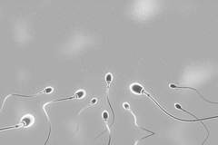 千年“养精蓄锐”遭推翻，牛津 5.4 万人研究：精子越攒，质量越差