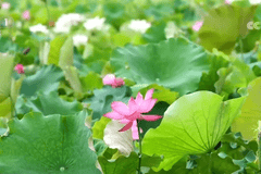 各地花样文旅活动激活夏日消费热情,众多特色活动你喜欢哪一项