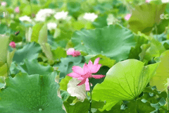 各地花样文旅活动激活夏日消费热情 众多特色活动你喜欢哪一项