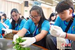 “寻根之旅”遇宋代点茶：12国华裔青少年海南沉浸式体验中国茶文化
