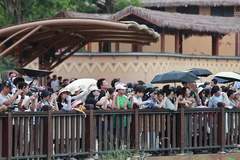 广东清远长隆度假区动物大越野沉浸式体验项目开业 生态修复获关注