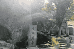 千年唐茶与我的茶花情缘
