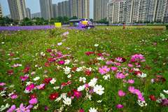 通州永顺紫蝶花境成新晋打卡地标，解锁夏日近郊休闲新体验