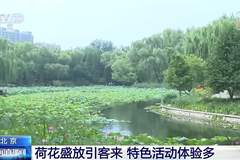 北京盛夏赏荷季启幕 各公园荷花盛放还能逛主题市集享独特体验