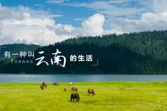 2026滇池国际咖啡文化嘉年华亮点拉满 迪庆高原歌舞吸睛还引昆明游客咨询迪庆松茸季攻略