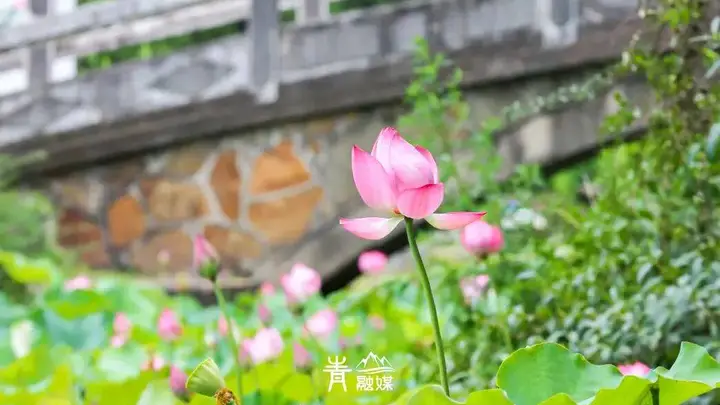 青山区7座主题公园赏荷线亮点拉满，夏日必打卡的静谧清雅秘境