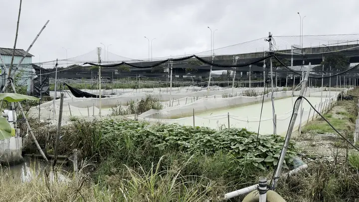 牛蛙产销链集体造假成常态 抗生素残留超标乱象为何屡禁不绝