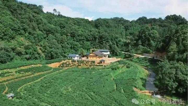 【读懂六堡茶】穿越千年的“活态基因库”:寻找六堡茶“红浓陈醇”的源头密码