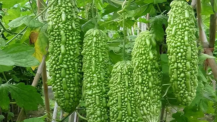 对肝特别好的“4种蔬菜”,入伏不妨多吃,清肝火疏肝气,乐过夏