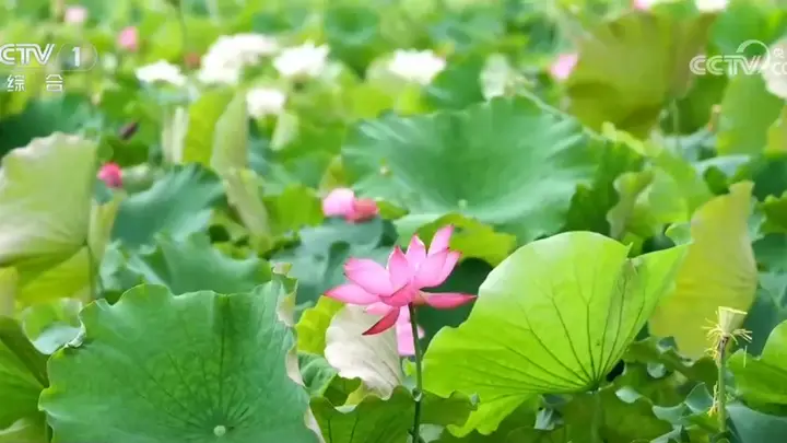 各地花样文旅活动激活夏日消费热情,众多特色活动你喜欢哪一项