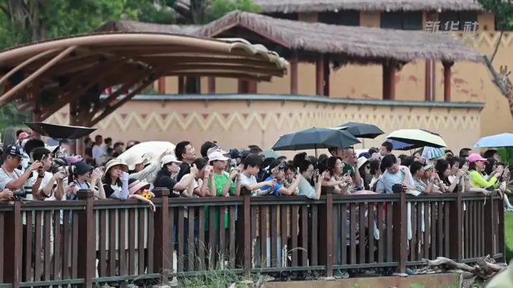 广东清远长隆度假区动物大越野沉浸式体验项目开业 生态修复获关注
