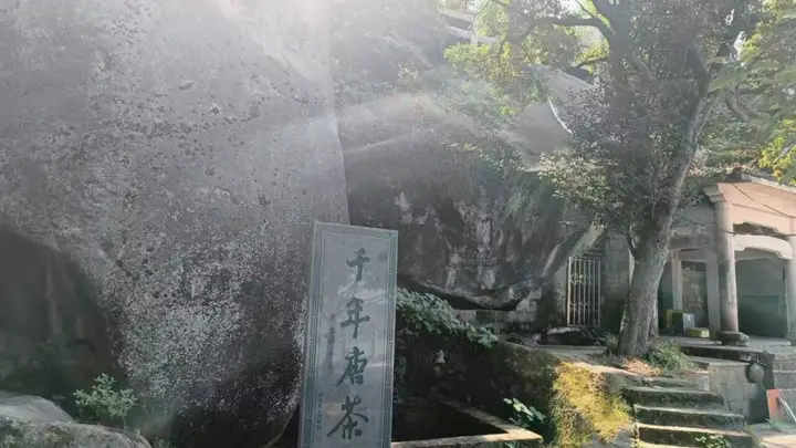 千年唐茶与我的茶花情缘