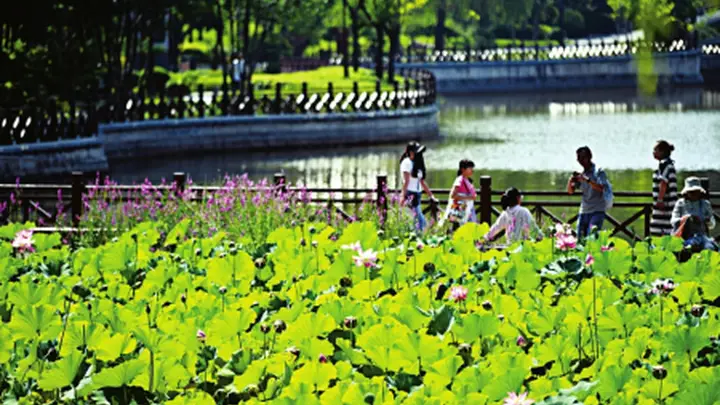 迎泽公园夏荷盛放 赏荷游人尽享夏日清韵