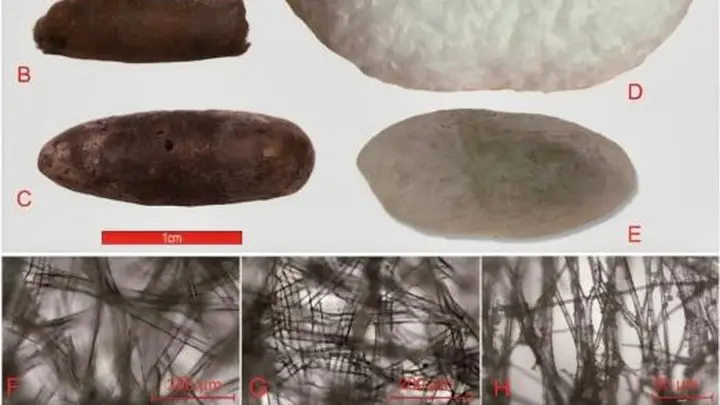 4000年前华夏桑蚕纺织已传中亚 青铜时代遗址实证中国桑蚕技艺西传早两千年