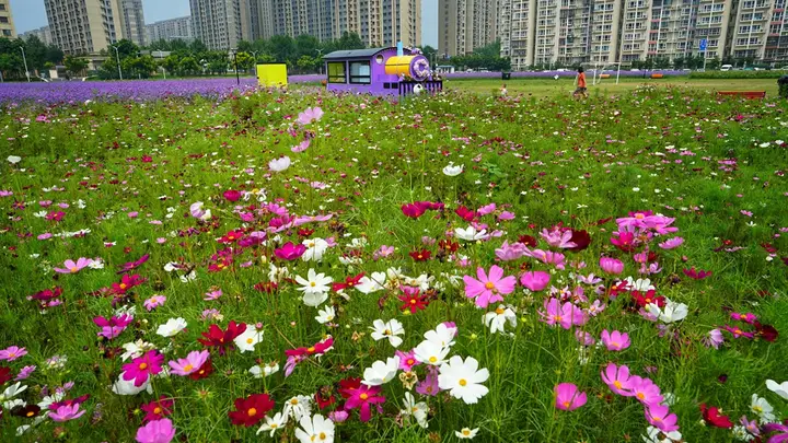 通州永顺紫蝶花境成新晋打卡地标，解锁夏日近郊休闲新体验