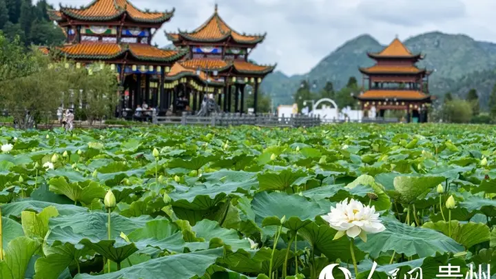 贵州安龙:荷风引客来 歌舞聚同心