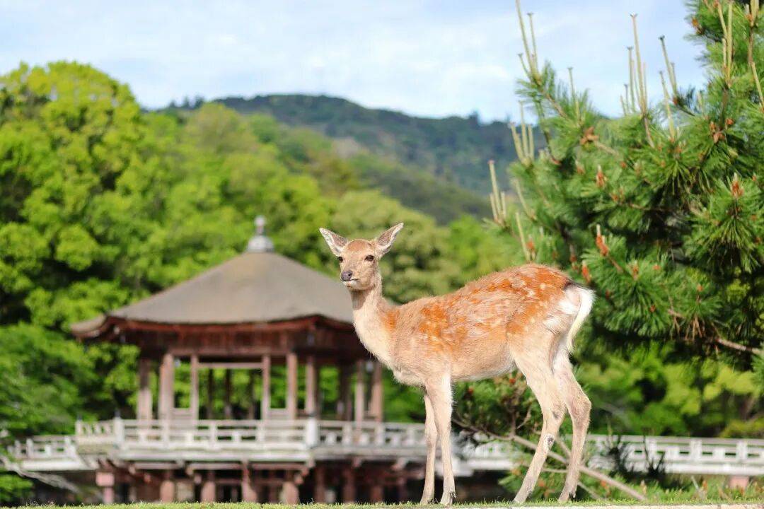以后去奈良除了喂鹿，还能花体验“监狱里住一晚”了呢