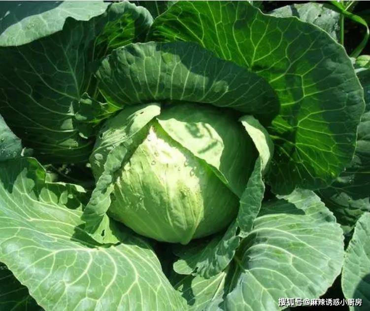 湖北这道年味美食一年只做一次，造型像印子墩，吃着软糯香甜