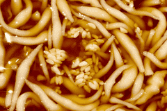 云南夏日解暑王牌!米凉虾滑溜溜,玫瑰甜香超爽口
