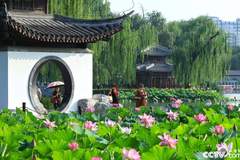 北京陶然亭公园荷花盛开：一夏清凉入画来
