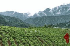 千城百县看中国|湖南张家界:一叶莓茶带富一方人