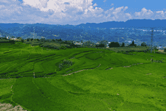 大方县小屯乡:千亩梯田,还你夏日清凉