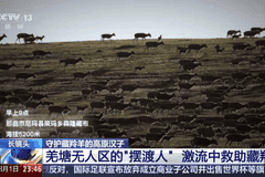 视频丨从“摆渡人”到“奶爸” 高原汉子在生命禁区守护藏羚羊