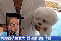 1400元网购香槟色小狗洗澡后褪成纯白 商家失联套路曝光 消费者维权已找市监部门