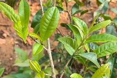 茶马古道核心载体：滇马与马锅头的不朽传奇