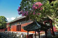 古寺遇花事 四川平武报恩寺百年紫薇盛放
