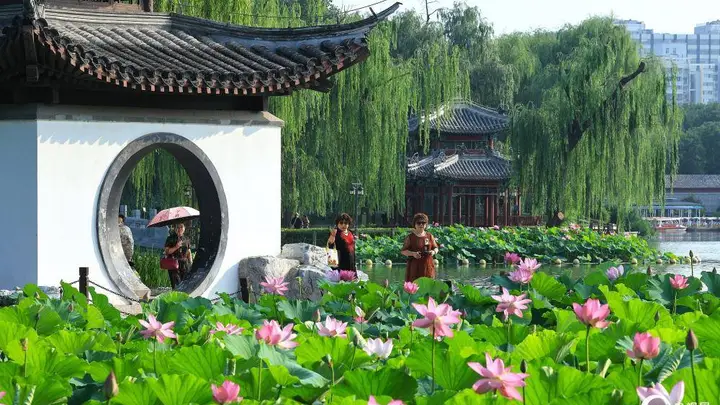 北京陶然亭公园荷花盛开:一夏清凉入画来