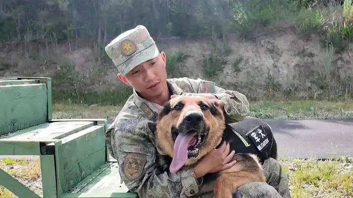 军犬跳早了，训导员心碎了