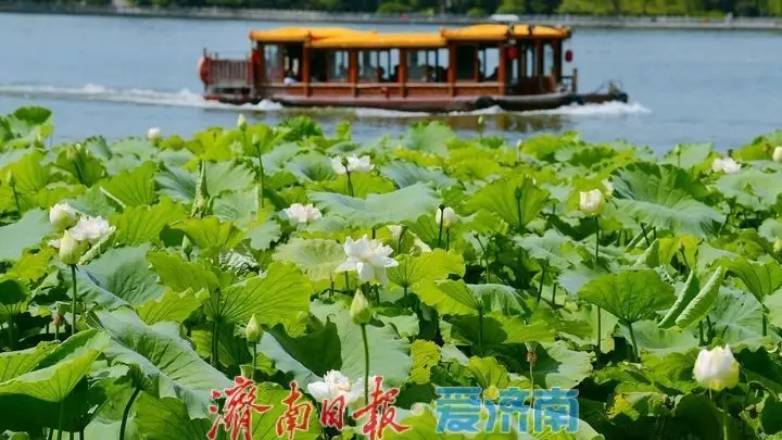 湖光悦色·荷映泉城！济南市第40届荷花艺术节7月3日灿烂启幕